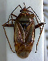 ( - EUBUG_478_f_Lyguwagn1)  @11 [ ] Unspecified (default): All Rights Reserved  Unspecified Unspecified