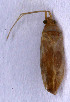  ( - EUBUG_502_f_Orthviri2)  @11 [ ] Unspecified (default): All Rights Reserved  Unspecified Unspecified