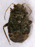  ( - EUBUG_532_f_Chargyll3)  @13 [ ] Unspecified (default): All Rights Reserved  Unspecified Unspecified