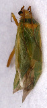  ( - EUBUG_534_m_Orthmarg2)  @12 [ ] Unspecified (default): All Rights Reserved  Unspecified Unspecified