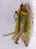  ( - EUBUG_535_m_Orthmarg3)  @13 [ ] Unspecified (default): All Rights Reserved  Unspecified Unspecified