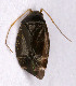  ( - EUBUG_541_f_Criocras1)  @13 [ ] Unspecified (default): All Rights Reserved  Unspecified Unspecified