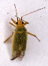  ( - EUBUG_562_f_Orthinte3)  @13 [ ] Unspecified (default): All Rights Reserved  Unspecified Unspecified