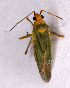  ( - EUBUG_563_f_Orthinte4)  @12 [ ] Unspecified (default): All Rights Reserved  Unspecified Unspecified