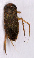  (Sigara venusta - EUBUG_568_m_Sigavenu2)  @13 [ ] Unspecified (default): All Rights Reserved  Unspecified Unspecified