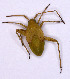  (Adelphocoris quadripunctatus - EUBUG_676_juv_Panttuni4)  @14 [ ] Unspecified (default): All Rights Reserved  Unspecified Unspecified