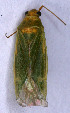  (Orthotylus marginalis - EUBUG_677_f_Lygorugi1)  @13 [ ] Unspecified (default): All Rights Reserved  Unspecified Unspecified