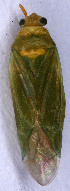  ( - EUBUG_678_f_Lygorugi2)  @12 [ ] Unspecified (default): All Rights Reserved  Unspecified Unspecified