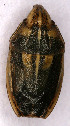  ( - EUBUG_770_m_Aeliklug1)  @12 [ ] Unspecified (default): All Rights Reserved  Unspecified Unspecified