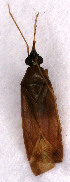  ( - EUBUG_777_f_Phylmela9)  @11 [ ] Unspecified (default): All Rights Reserved  Unspecified Unspecified
