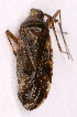  ( - EUBUG_836_f_Phytdimi3)  @11 [ ] Unspecified (default): All Rights Reserved  Unspecified Unspecified
