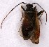  ( - EUBUG_907_f_Adelseti2)  @13 [ ] Unspecified (default): All Rights Reserved  Unspecified Unspecified