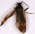  ( - EUBUG_929_m_Adelseti4)  @13 [ ] Unspecified (default): All Rights Reserved  Unspecified Unspecified