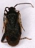  ( - EUBUG_931_m_Adelseti6)  @13 [ ] Unspecified (default): All Rights Reserved  Unspecified Unspecified