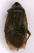  ( - EUBUG_942_f_Apolspin2)  @11 [ ] Unspecified (default): All Rights Reserved  Unspecified Unspecified