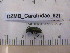  ( - DZMB_Carabidae_0521)  @12 [ ] CreativeCommons - Attribution Non-Commercial Share-Alike (2016) Michael Raupach DZMB / Senckenberg am Meer