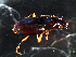  ( - DZMB_Carabidae_0291)  @12 [ ] CreativeCommons - Attribution Share-Alike (2015) Michael Raupach DZMB / Senckenberg am Meer