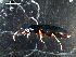  ( - DZMB_Carabidae_0320)  @12 [ ] CreativeCommons - Attribution Share-Alike (2015) Michael Raupach DZMB / Senckenberg am Meer