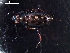  ( - DZMB_Carabidae_0322)  @12 [ ] CreativeCommons - Attribution Share-Alike (2015) Michael Raupach DZMB / Senckenberg am Meer