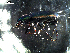  ( - DZMB_Carabidae_0327)  @12 [ ] CreativeCommons - Attribution Share-Alike (2015) Michael Raupach DZMB / Senckenberg am Meer