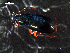  ( - DZMB_Carabidae_0343)  @12 [ ] CreativeCommons - Attribution Share-Alike (2015) Michael Raupach DZMB / Senckenberg am Meer