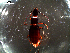  ( - DZMB_Carabidae_0346)  @13 [ ] CreativeCommons - Attribution Share-Alike (2016) Michael Raupach DZMB / Senckenberg am Meer