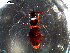  ( - DZMB_Carabidae_0347)  @12 [ ] CreativeCommons - Attribution Share-Alike (2016) Michael Raupach DZMB / Senckenberg am Meer