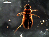  ( - DZMB_Carabidae_0355)  @12 [ ] CreativeCommons - Attribution Share-Alike (2016) Michael Raupach DZMB / Senckenberg am Meer