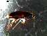  ( - DZMB_Carabidae_0356)  @12 [ ] CreativeCommons - Attribution Share-Alike (2016) Michael Raupach DZMB / Senckenberg am Meer