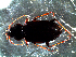  ( - DZMB_Carabidae_0386)  @12 [ ] CreativeCommons - Attribution Share-Alike (2016) Michael Raupach DZMB / Senckenberg am Meer
