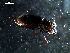  ( - DZMB_Carabidae_0433)  @12 [ ] CreativeCommons - Attribution Non-Commercial Share-Alike (2016) Michael Raupach DZMB / Senckenberg am Meer