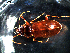  ( - DZMB_Carabidae_0441)  @12 [ ] CreativeCommons - Attribution Non-Commercial Share-Alike (2016) Michael Raupach DZMB / Senckenberg am Meer
