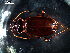  ( - DZMB_Carabidae_0445)  @12 [ ] CreativeCommons - Attribution Non-Commercial Share-Alike (2016) Michael Raupach DZMB / Senckenberg am Meer