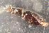  ( - DZMB_Carabidae_0502)  @12 [ ] CreativeCommons - Attribution Non-Commercial Share-Alike (2017) Michael Raupach Carl von Ossietzky University