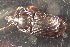  ( - DZMB_Carabidae_0628)  @12 [ ] CreativeCommons - Attribution Non-Commercial Share-Alike (2017) Michael Raupach Carl von Ossietzky University