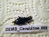  ( - DZMB_Carabidae_0655)  @12 [ ] CreativeCommons - Attribution Non-Commercial Share-Alike (2017) Michael Raupach Carl von Ossietzky University