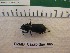  ( - DZMB_Carabidae_0665)  @12 [ ] CreativeCommons - Attribution Non-Commercial Share-Alike (2017) Michael Raupach Carl von Ossietzky University