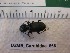  ( - DZMB_Carabidae_0666)  @12 [ ] CreativeCommons - Attribution Non-Commercial Share-Alike (2017) Michael Raupach Carl von Ossietzky University