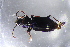  ( - DZMB_Carabidae_0669)  @12 [ ] CreativeCommons - Attribution Non-Commercial Share-Alike (2017) Michael Raupach Carl von Ossietzky University