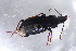  ( - DZMB_Carabidae_0670)  @13 [ ] CreativeCommons - Attribution Non-Commercial Share-Alike (2017) Michael Raupach Carl von Ossietzky University