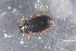  ( - DZMB_Carabidae_0676)  @12 [ ] CreativeCommons - Attribution Non-Commercial Share-Alike (2017) Michael Raupach Carl von Ossietzky University