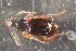  ( - DZMB_Carabidae_0681)  @12 [ ] CreativeCommons - Attribution Non-Commercial Share-Alike (2017) Michael Raupach Carl von Ossietzky University