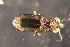  ( - DZMB_Carabidae_0692)  @12 [ ] CreativeCommons - Attribution Non-Commercial Share-Alike (2017) Michael Raupach Carl von Ossietzky University