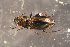  ( - DZMB_Carabidae_0704)  @12 [ ] CreativeCommons - Attribution Non-Commercial Share-Alike (2017) Michael Raupach Carl von Ossietzky University