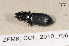  ( - ZFMK_COL_2010_796)  @12 [ ] CreativeCommons - Attribution Non-Commercial Share-Alike (2011) Armin Rose ZFMK