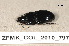  ( - ZFMK_COL_2010_797)  @13 [ ] CreativeCommons - Attribution Non-Commercial Share-Alike (2011) Armin Rose ZFMK