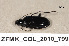  (Abax parallelus - ZFMK_COL_2010_799)  @13 [ ] CreativeCommons - Attribution Non-Commercial Share-Alike (2011) Armin Rose ZFMK