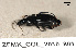  ( - ZFMK_COL_2010_801)  @11 [ ] CreativeCommons - Attribution Non-Commercial Share-Alike (2011) Armin Rose ZFMK