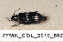  ( - ZFMK_COL_2010_802)  @11 [ ] CreativeCommons - Attribution Non-Commercial Share-Alike (2011) Armin Rose ZFMK
