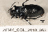  (Carabus glabratus - ZFMK_COL_2010_862)  @14 [ ] CreativeCommons - Attribution Non-Commercial Share-Alike (2011) Armin Rose ZFMK
